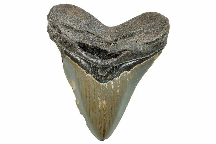 Fossil Megalodon Tooth - North Carolina #255211
